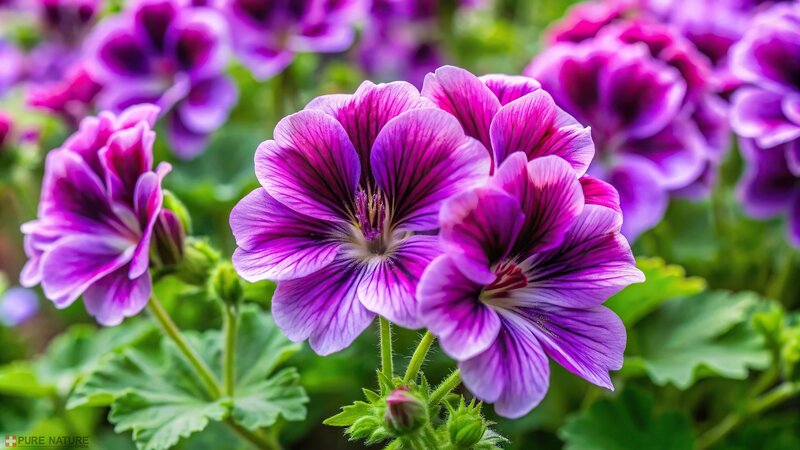 OLEJEK GERANIUM NATURALNY OLEJEK ETERYCZNY Z GERANIUM BEZ DODATKÓW 100ml - obrazek 2