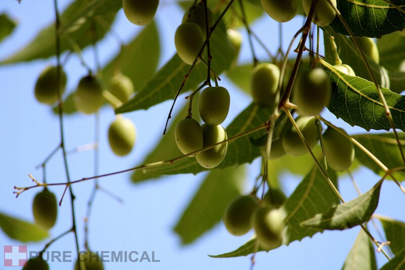 OLEJEK NEEM NIERAFINOWANY NATURALNY TŁOCZONY NA ZIMNO 2x 100ml - obrazek 2