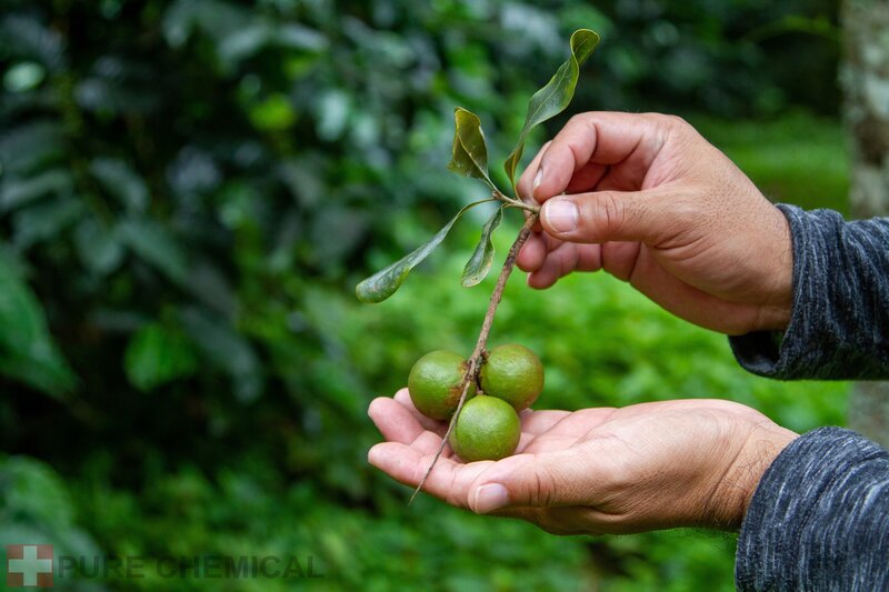 OLEJ MAKADAMIA NATURALNY OLEJEK Z ORZECHÓW MACADAMIA 0,5l - obrazek 3