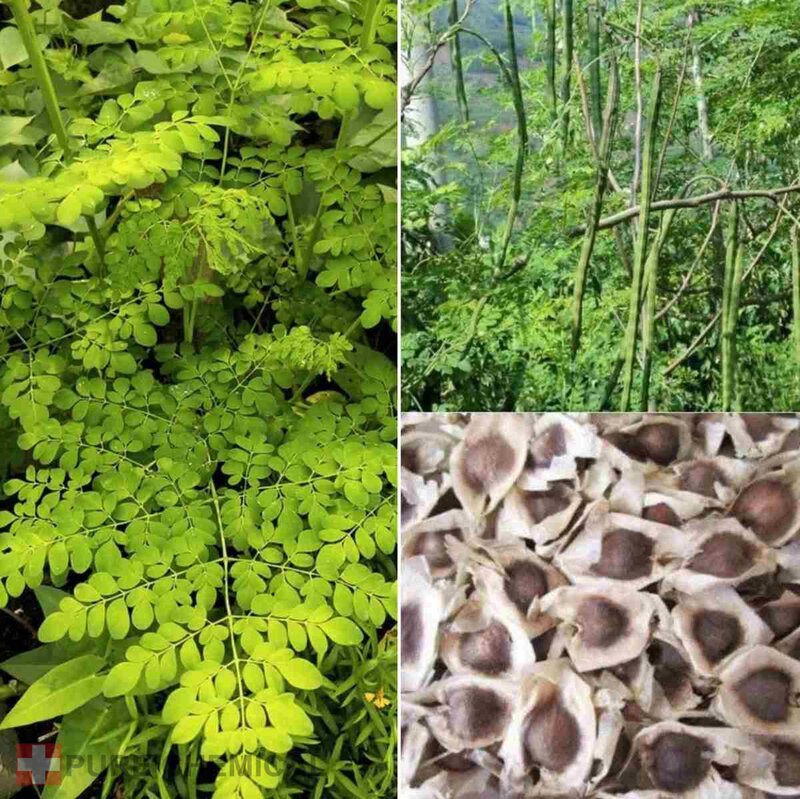 OLEJ MORINGA NATURALNY NIERAFINOWANY ZIMNOTŁOCZONY + DOZOWNIK 0,5l - obrazek 3
