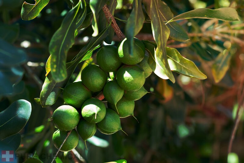 OLEJ MAKADAMIA NATURALNY OLEJEK Z ORZECHÓW MACADAMIA 0,5l - obrazek 4