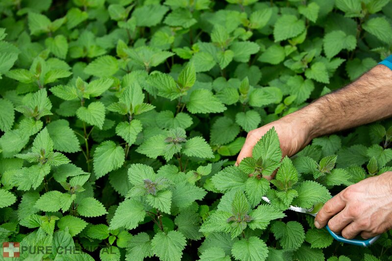OLEJEK MIĘTOWY NATURALNY OLEJEK ETERYCZNY Z MIĘTY PIEPRZOWEJ 30ml - obrazek 4